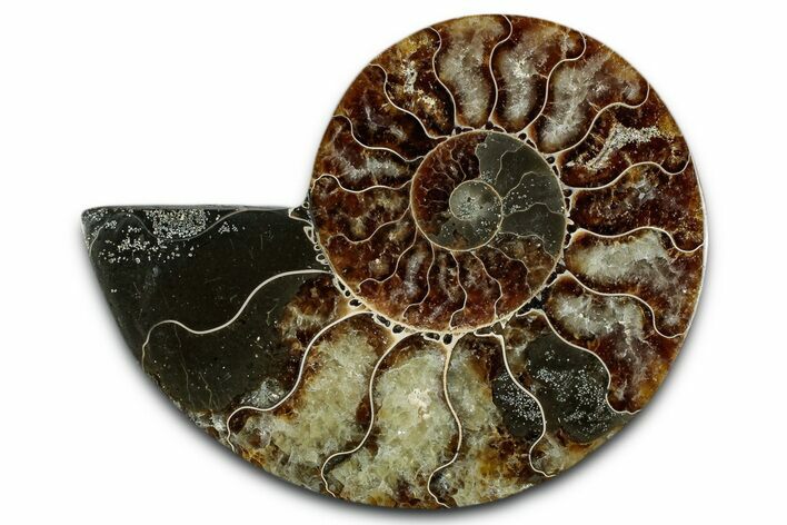 Cut & Polished Ammonite Fossil (Half) - Madagascar #349060
